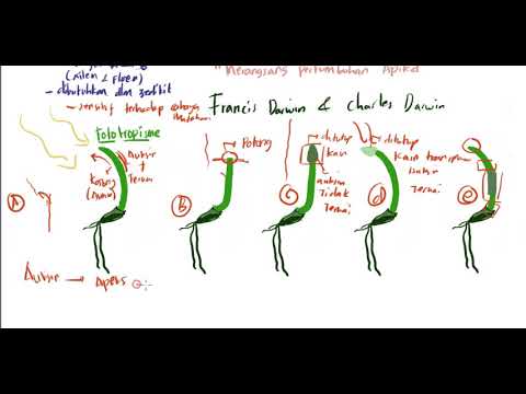 BIO 12 SMA : FITOHORMON #AUKSIN #GIBBERELIN #SITOKININ  #ASAM ABSISAT #KALIN #GAS ETILEN