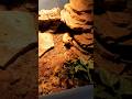 new family member 😇🥰 say hello to our new leopard gecko she is so sweet #ajandtheexotics