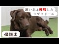 【保護犬】7歳で居場所を失ってしまったチョコラブのラブ・・「vol 374」