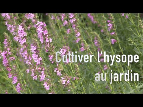 Vidéo: Qu'est-ce que l'hysope à la racine ? Conseils pour cultiver l'hysope au coucher du soleil dans le jardin