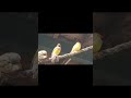 Rehomed finches out of quarantine. Meeting the Birdview crew.