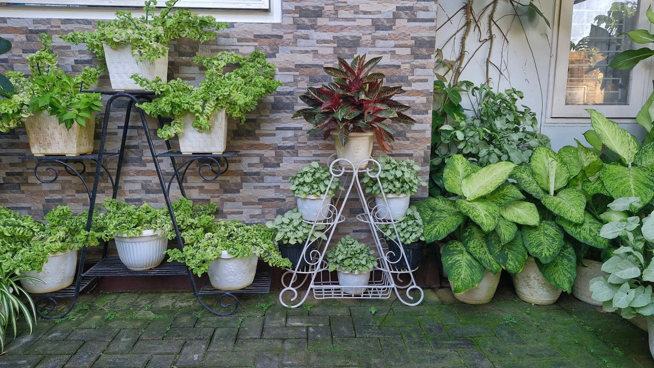 уход за декоративными лилипутами и их размещение во дворе дома