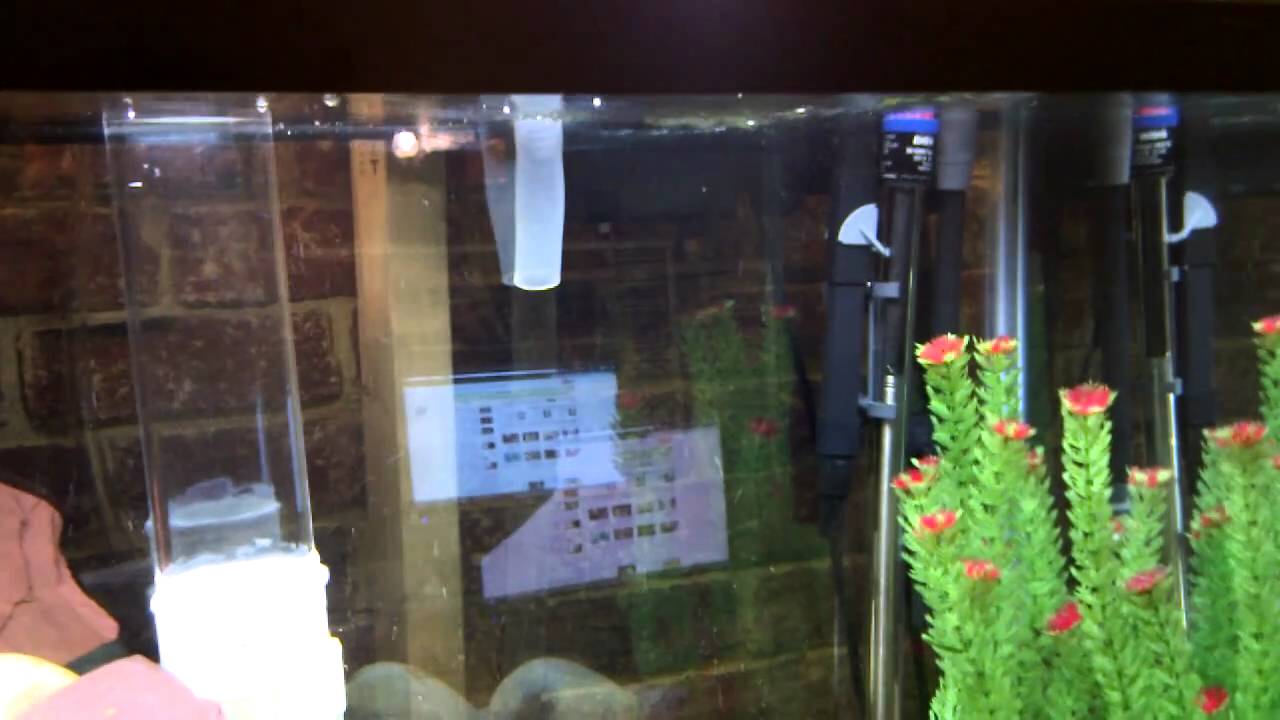 Three Aquariums Connected with Fish Bridges YouTube