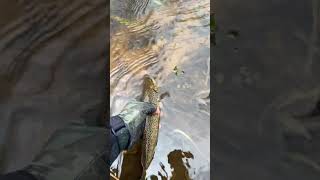 Самая красивая рыба #fishing #поймалотпусти #рыбалка #рыбак #малыереки #trout #рыбалканаспиннинг