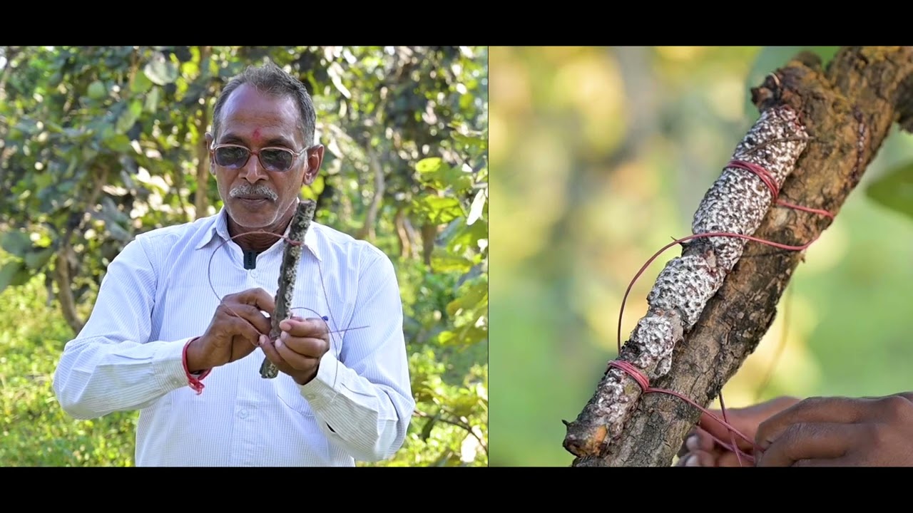 लाख का उत्पादन की प्रक्रिया