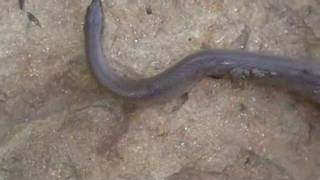 Talking Snakes: Fact or Fiction?