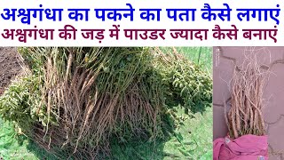 अश्वगंधा की फसल का पकने का पता कैसे लगाइए//Ashwagandha crop in harvesting time//Ashwagandha farming