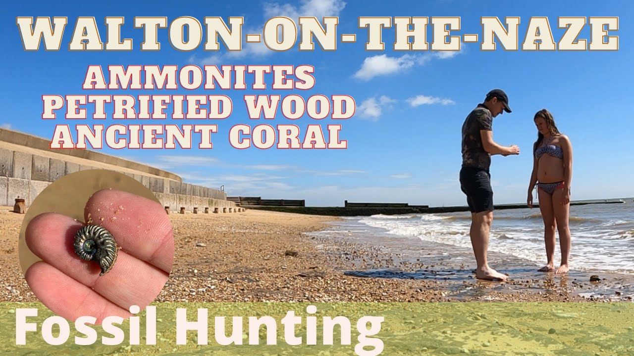 Fossil Hunting Walton on the Naze Jurassic And Cretaceous 66 fossil-hunting-walton-on-the-naze-jurassic-and-cretaceous-66