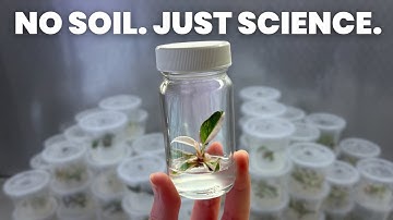 I Cloned This Plant 500 Times