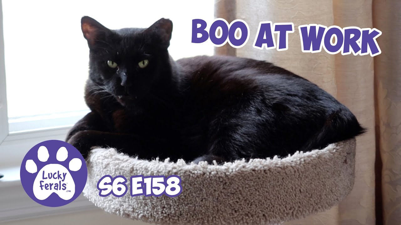 Feeding Cats By Hand S6 E158 Rescued Cats, Training Cats, Bonded