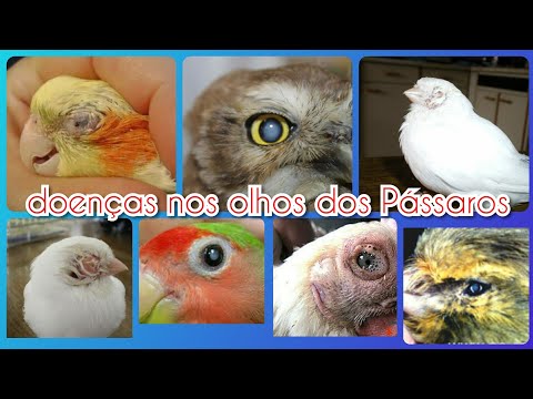 Vídeo: Transtornos Oculares Comuns Em Pássaros