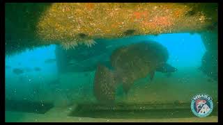 MB 186 Shipwreck Raw Bar Reef 27 Jul 2023