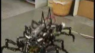 The Ant