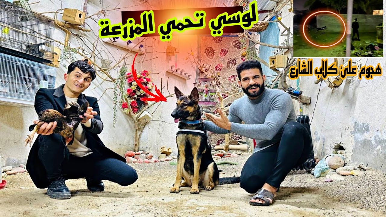 لوسي تنتقم من كلاب الشارع 😡اخذت الطاووس للدكتور 🦚