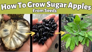 How to Grow Sugar Apples From Seeds screenshot 5