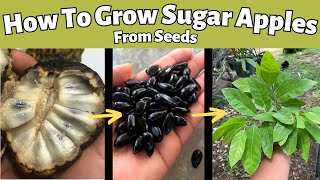 Famous How to Grow Sugar Apples From Seeds | Complete Guide From Germination to Fruit Wealth