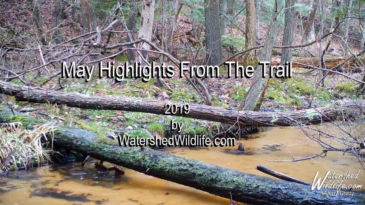 nature photography quotes Raccoon fight & how does a porcupine cross a creek?.