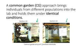 BIO178 Week 7 Local Adaptation Experimental