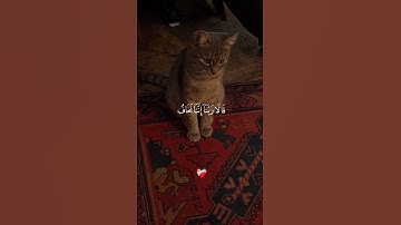 تلاوه هادئة خاشعة تريح الاعصاب😌القارئ شريف مصطفى🤍