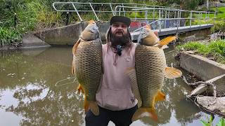Australia's Most Invasive Fish Destroyed This Waterway to the Point of NO Return!