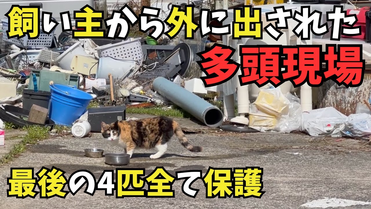 引越しでお外に出された多頭現場より最後の4匹全頭保護