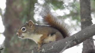 Alaskan Squirrel Talking!