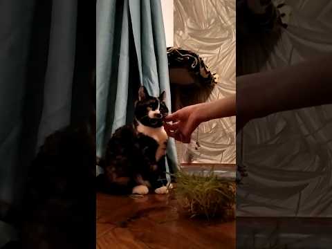 TWICE \"CHEER UP\" M/V