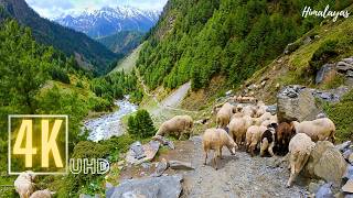 Walking Through the Himalayas | Peaceful Mountain Forest Walk in 4K 60fps