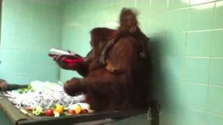 Baby Orangutan At Twycross Zoo