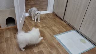 Cat is shocked by the puppy's behavior