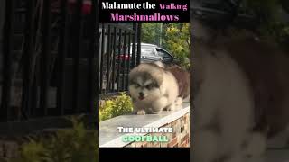 Alaskan Malamute Puppy  (walking marshmallows)