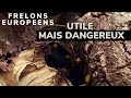 Frelon européen utile mais dangereux ⚠️