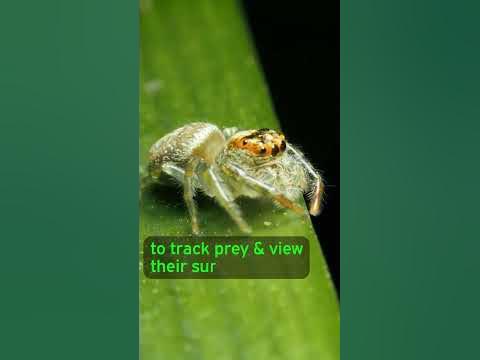 Some Spiders MIGHT Be DREAMING! - YouTube