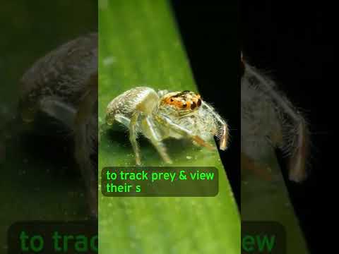 Video: Kousí pavouci s alticidae?