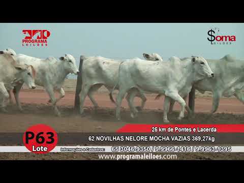 LOTE P63