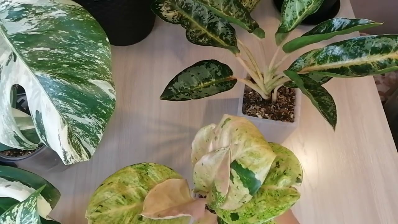 Полюбуемся? Мои красотки! 😍🌺