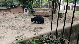 tiger and bear in Lucknow wajid ali shah zoo