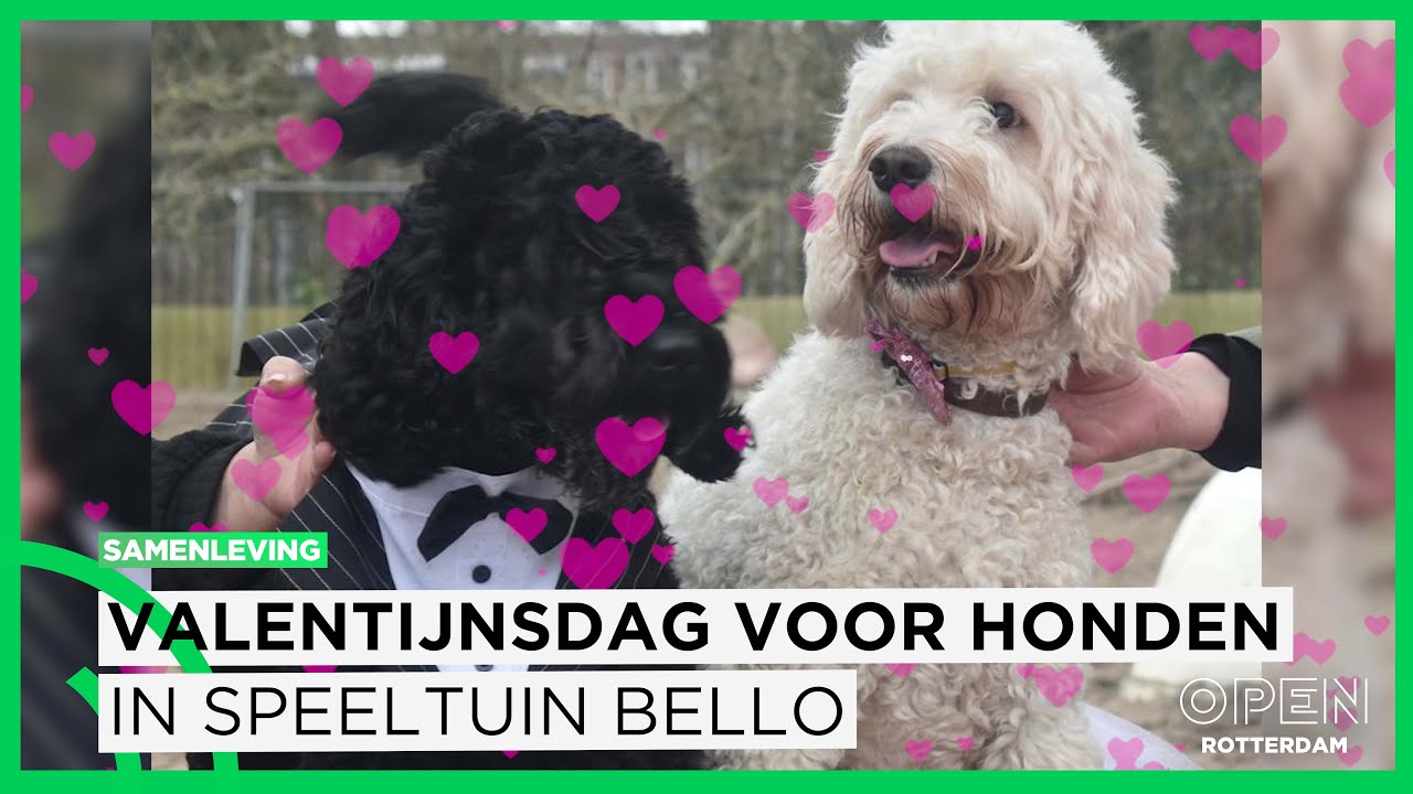 Valentijnsdag voor honden in speeltuin Bello aan de Gordelweg | SAMENLEVING