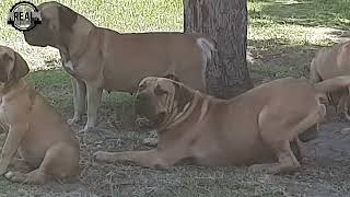Real Boerboels - Dog Courtship Failure | Fourth Attempt to mate