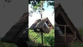 Kelagupong tree shelter, best ever #bushcraft #shorts