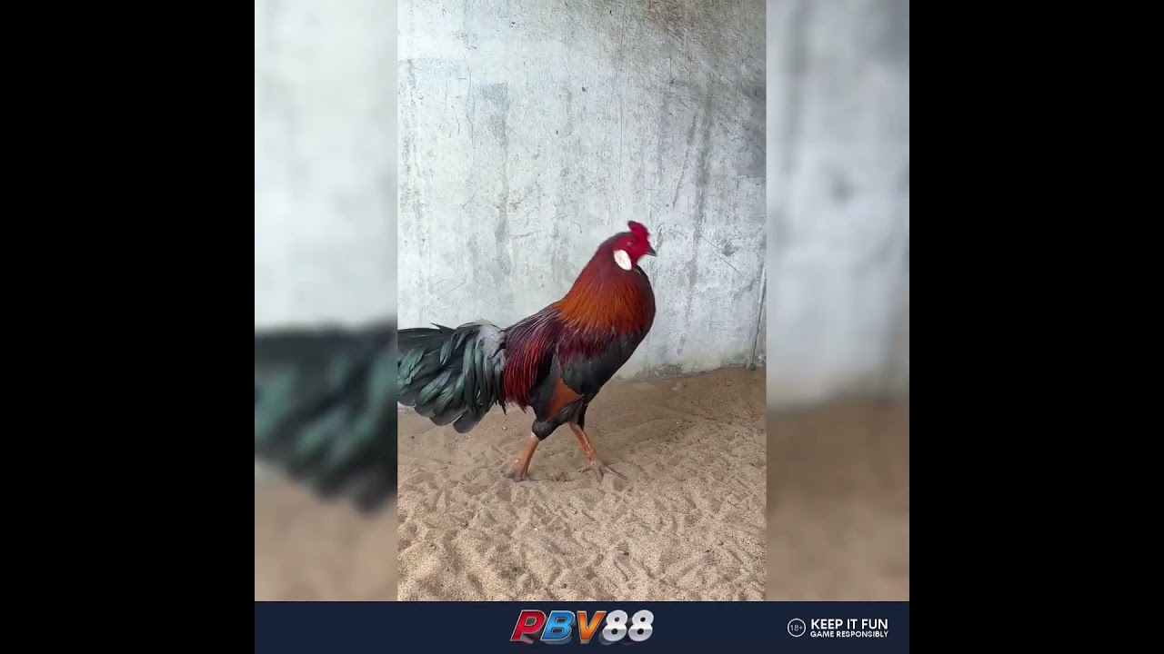 nani88 bet nhà cái trò chơi chọi gà🐔🐔