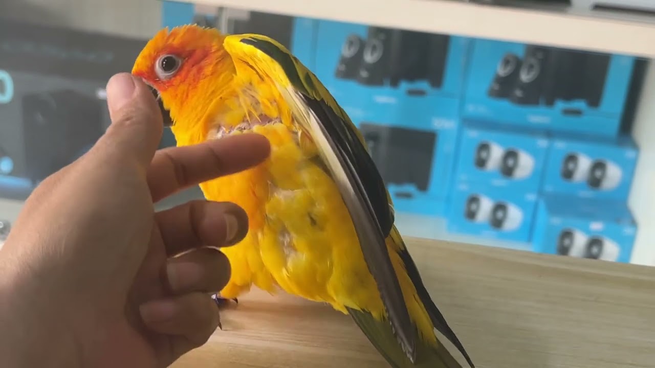 Sun Conure so lovely 🥰 | Mommy playing with Julie