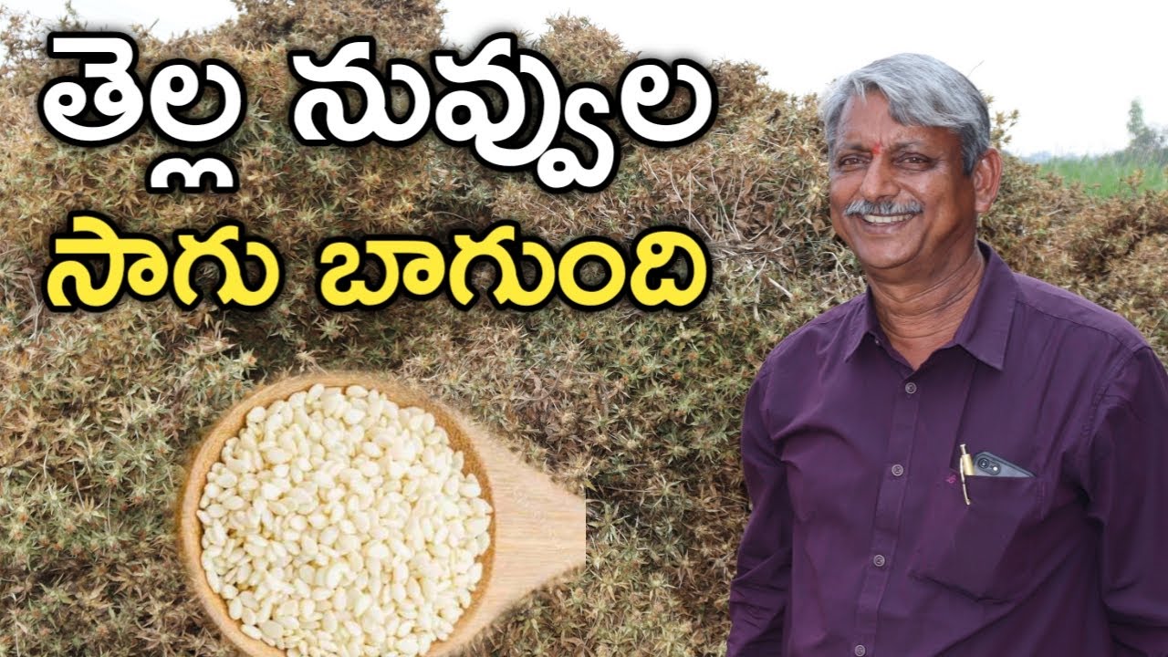 తెల్ల నువ్వుల సాగు.. ఖర్చు 10 వేలు.. దిగుబడి 4 క్వింటాళ్లు | White Sesame | రైతు బడి