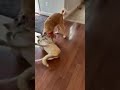 Saffron video