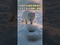 北極狐飢餓求餵食 沒想到漁夫的行為超暖心 動物 寵物 可愛 感謝 暖心 善良 Shorts 
