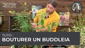 Quand et comment bouturer un buddleia ?