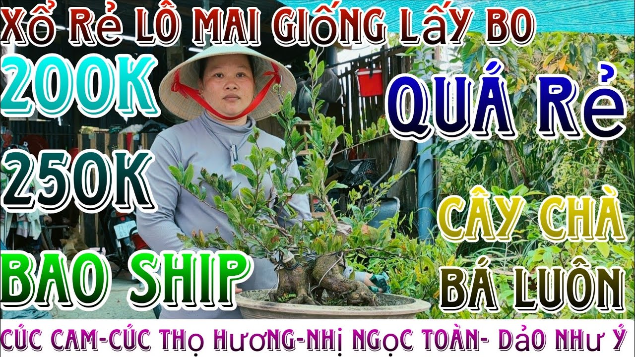 🌈26/02/2026☎️0367311849(Tuyền)🔥 xã rẻ lô mai giống già mùa nụ nụ kim siêu víp lấy bo siêu ngon luôn