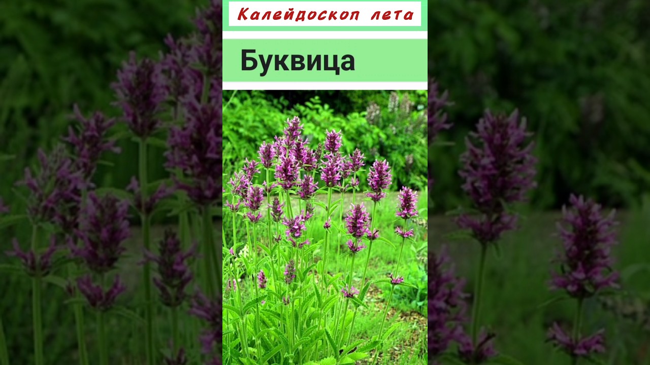 Буквица. Целебный калейдоскоп...Из губоцветных!   