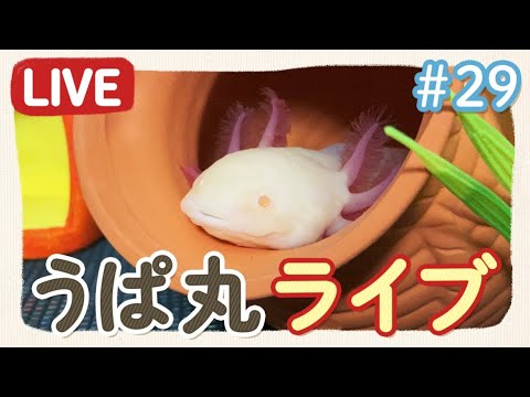 Chatting with Upamaru-san! - YouTube