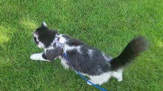 Curious Cat Stroll Exploring, Eating Grass, Plotting a Climb screenshot 3